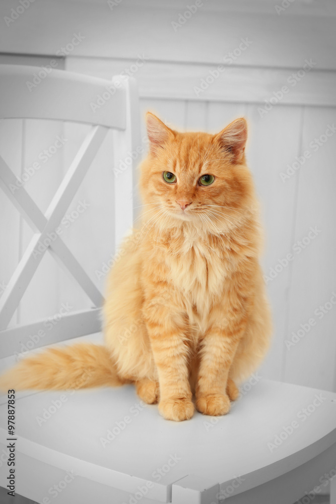 Cute red cat sitting on white chair in the room, close up Cute red cat sitting on white chair in the room, close up