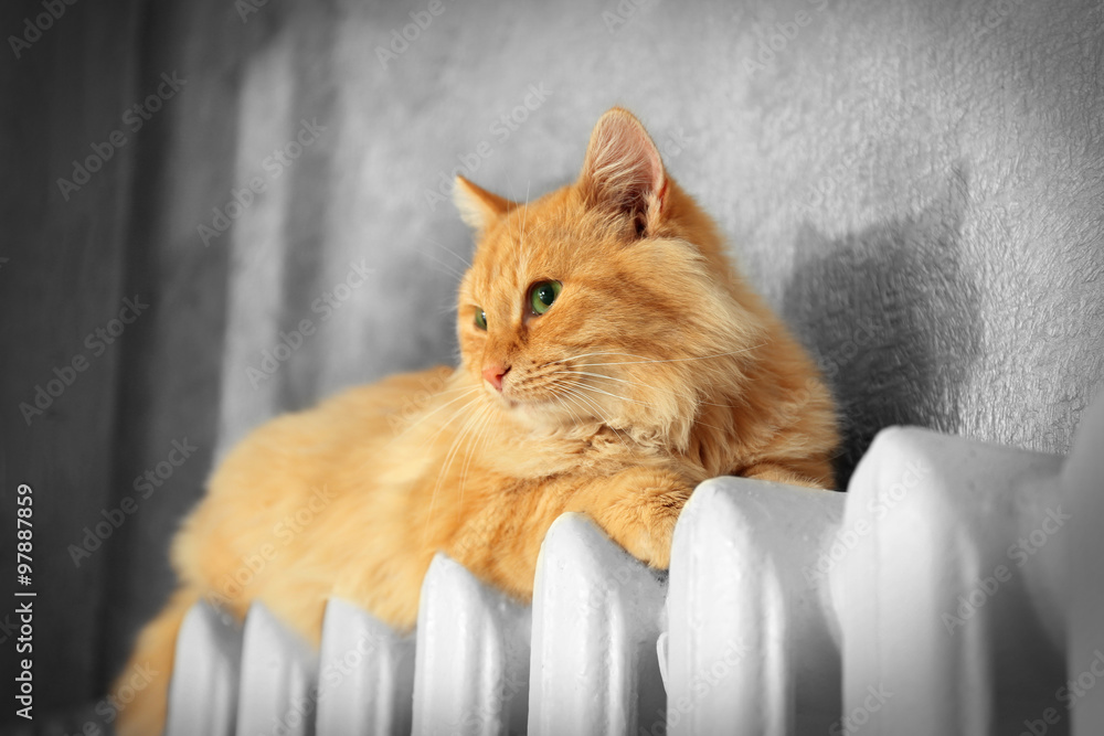 Obraz premium Fluffy red cat on warm radiator near grey wall