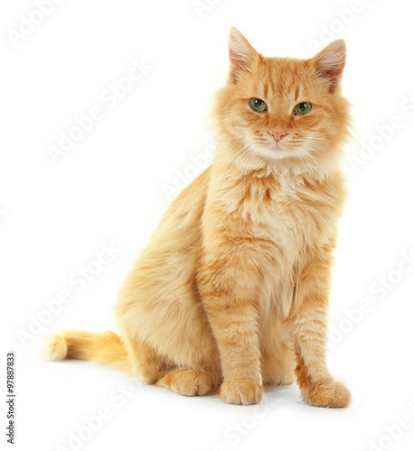 Tableau sur toile Adorable red cat isolated on white background