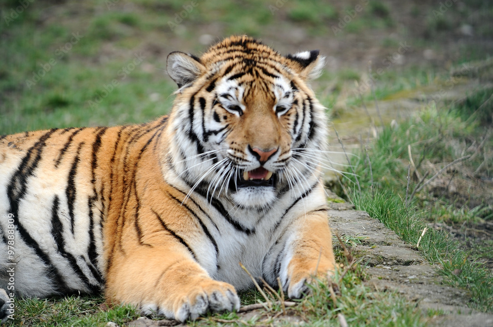 Adult single tiger in the nature