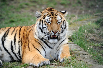 Tableau sur verre  Adult single tiger in the nature  © Uzfoto