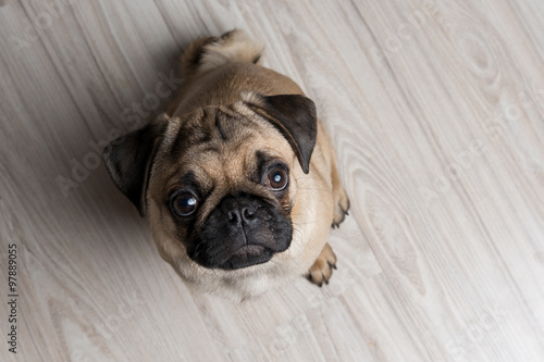 The pug puppy closeup