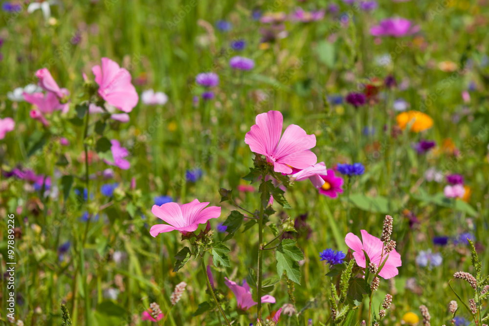 Wildflowers on a meadow in a sunny day Wildflowers on a meadow in a sunny day