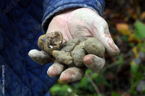 Toscana, Pisa,San Miniato, tartufo nero.