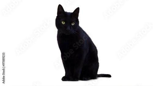 Photographie Black Cat on White Background