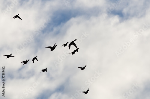 Flock of Ducks Silhouetted in a Cloudy Sky as They Fly