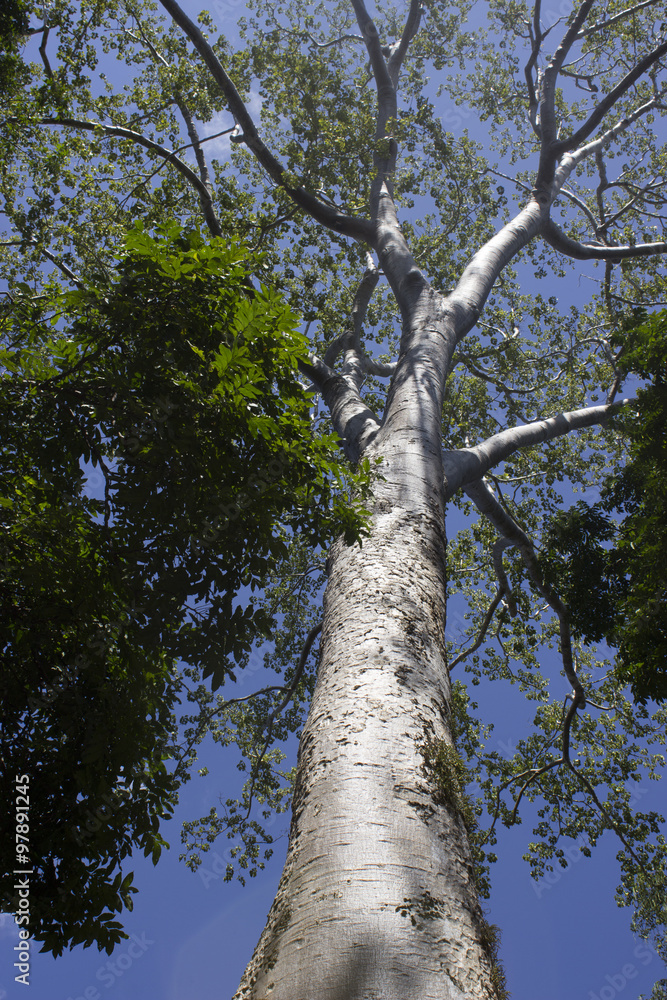 Fototapeta premium cork oak