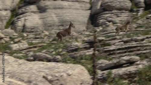   pirenayca goat and calf running the rocky landscape of the Torcal de Antequera 