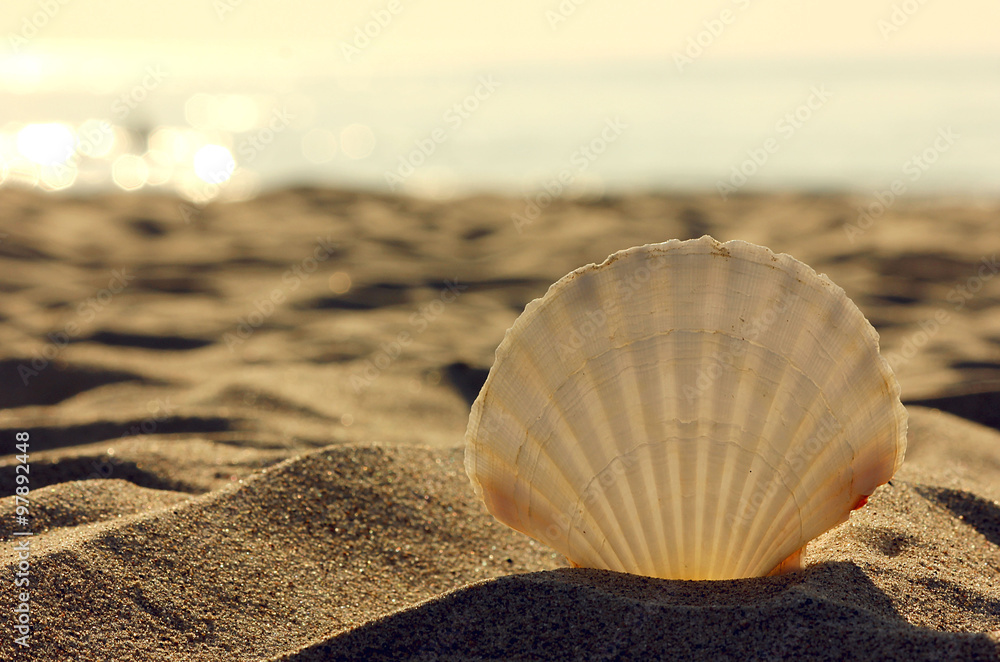 sea shell in the beach sea shell in the beach