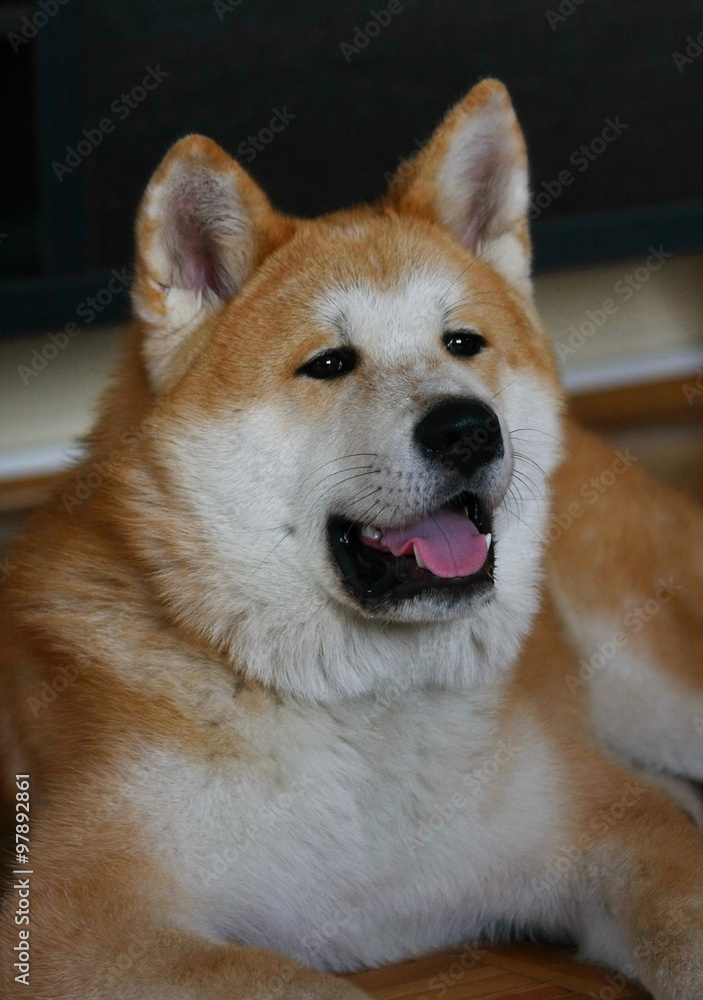 Portrait of Akita dog