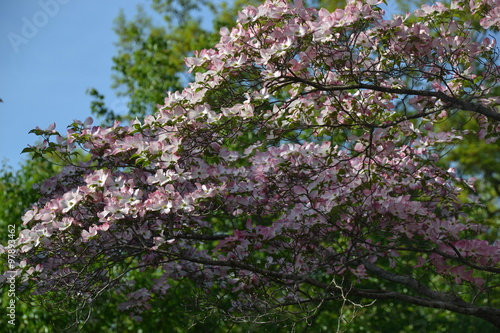 Wallpaper Mural Beginnings of Spring Torontodigital.ca