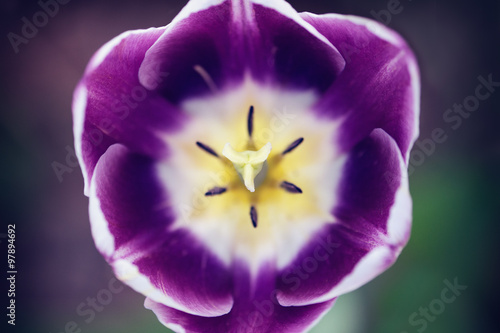 Fototapeta Naklejka Na Ścianę i Meble -  Open tulip