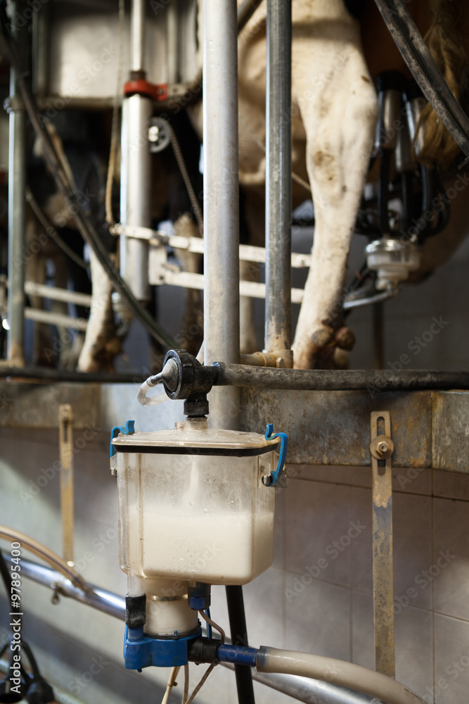 milking process