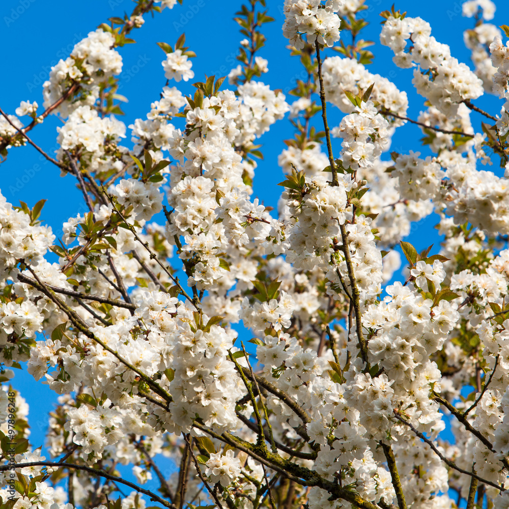spring flowers on tree branch.  Spring blossom background