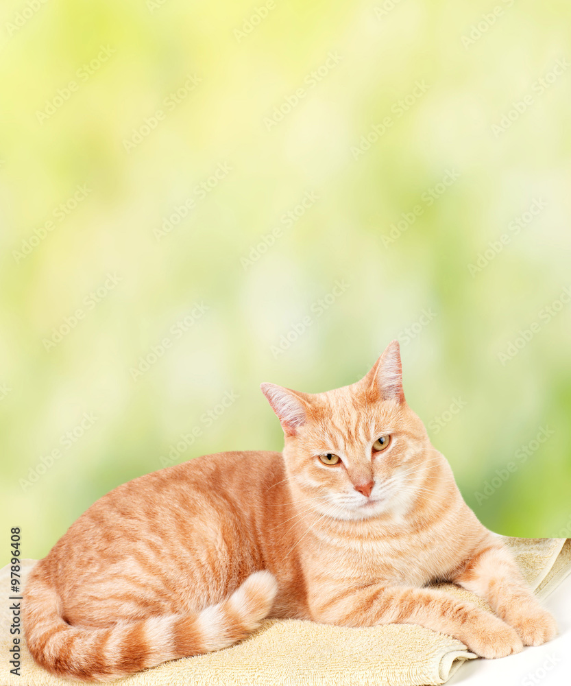 Fototapeta premium Ginger cat over green background.
