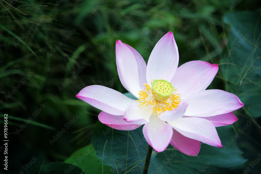 blooming lotus flower.