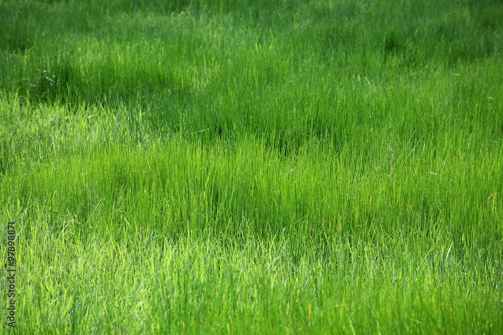 papyrus field papyrus field