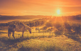 Wild horses and tuscan sunrise