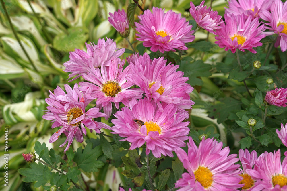 Obraz premium Aster Flowers
