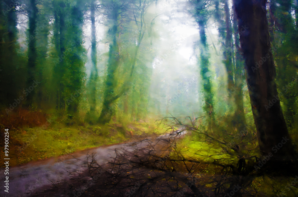 Obraz premium Rain Forest