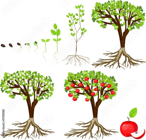 life cycle of apple tree