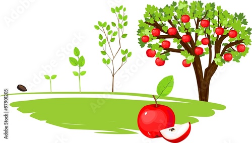 life cycle of apple tree