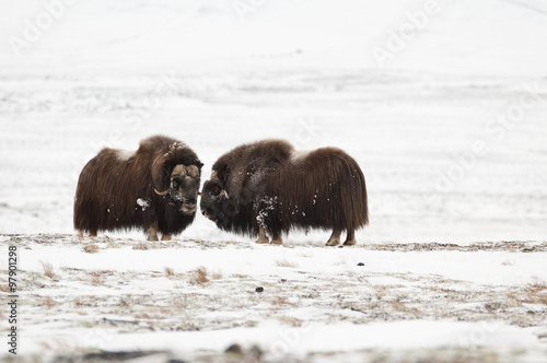 Musk-ox pair in Norge in Dovrefjell Nation Park