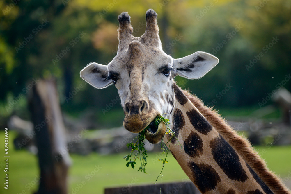 Obraz premium Portrait of cute, giraffe eating green leaves.