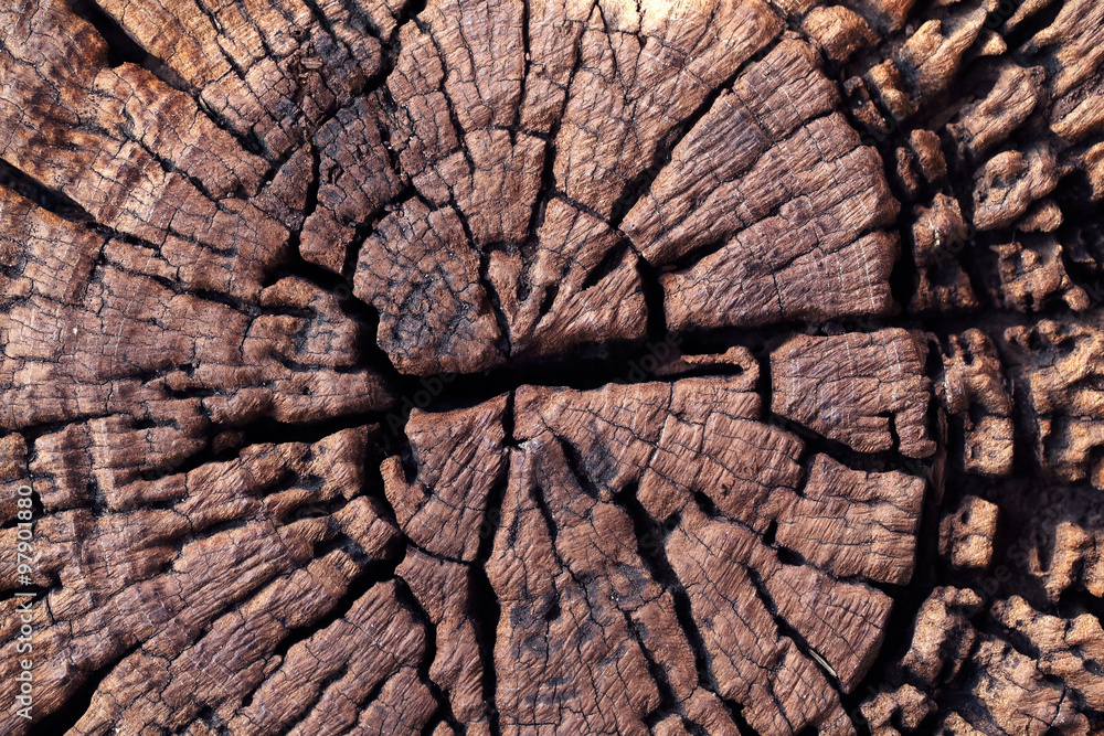 abstract cross section of tree abstract cross section of tree