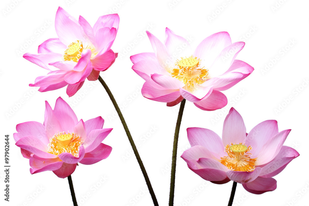 lotus flower isolated on white background. lotus flower isolated on white background.
