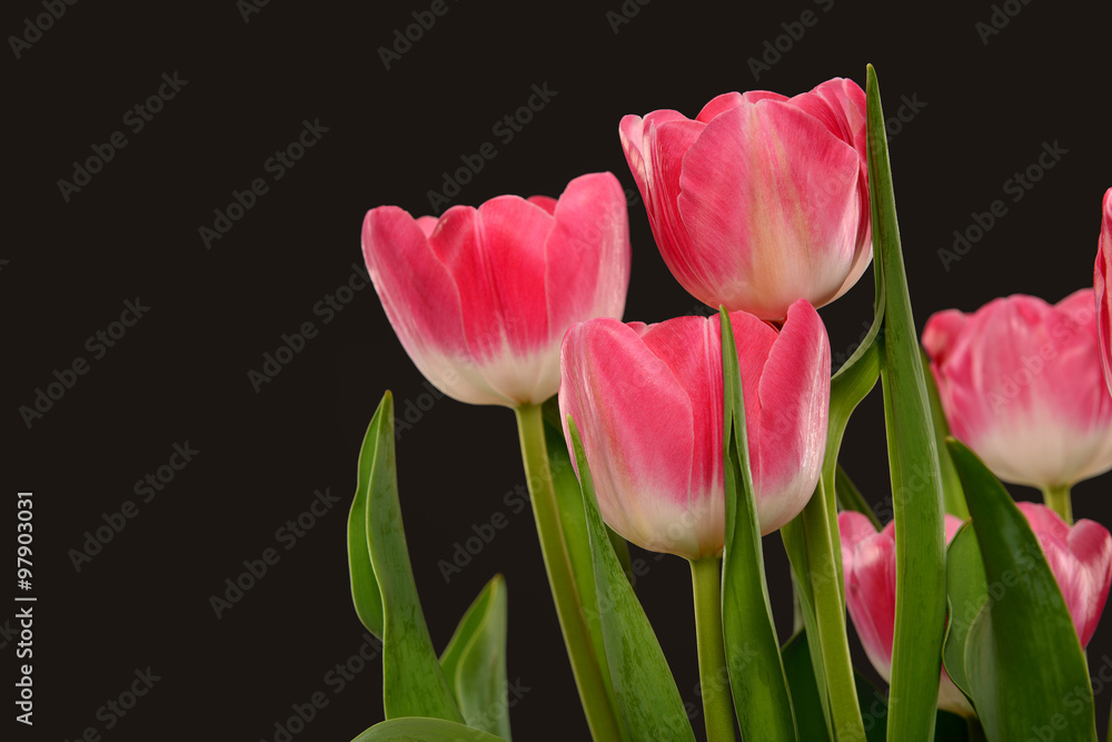 Fototapeta premium Pink Tilips
