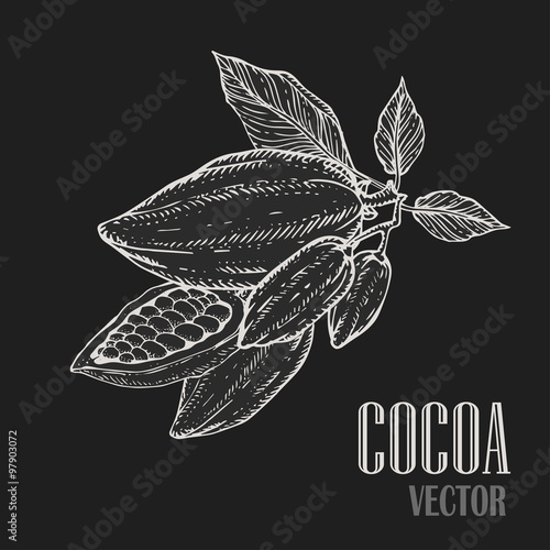 Hand painted cocoa botany illustration. Decorative doodle of healthy nutrient food.