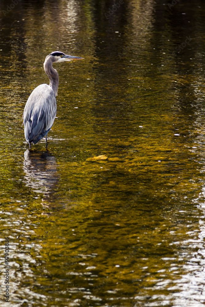 Blue Heron Stands in a Stream Blue Heron Stands in a Stream