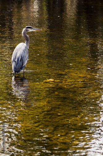 Blue Heron Stands in a Stream