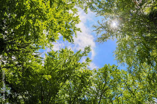 Ciel à travers les arbres
