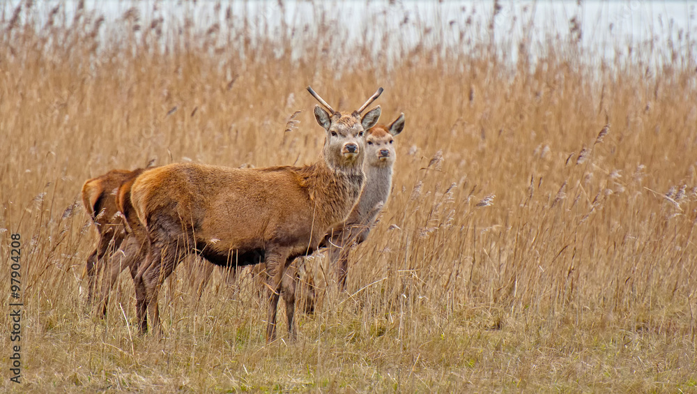 Fototapeta premium Red deer in a field with reed in winter