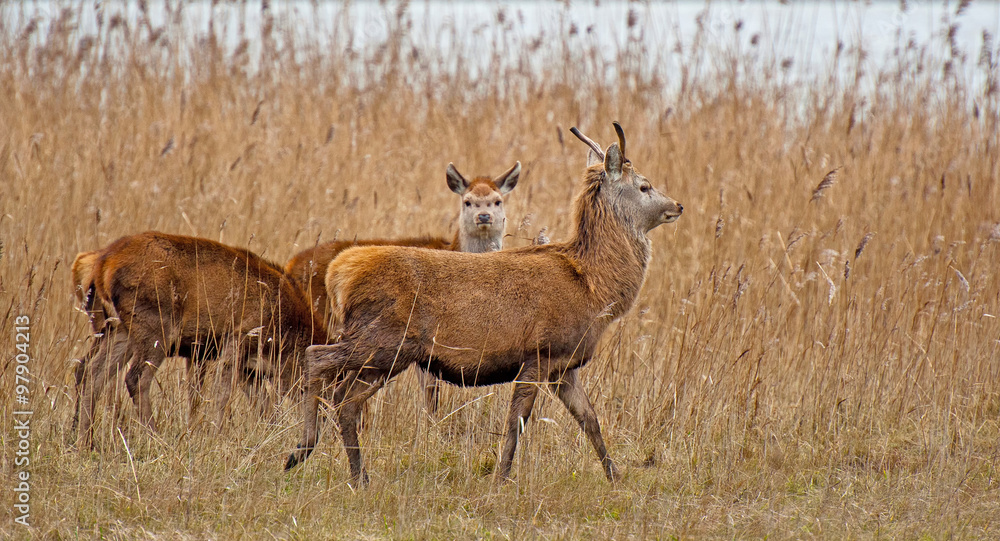Naklejka premium Red deer in a field with reed in winter