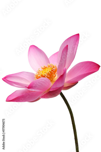 lotus flower isolated on white background.