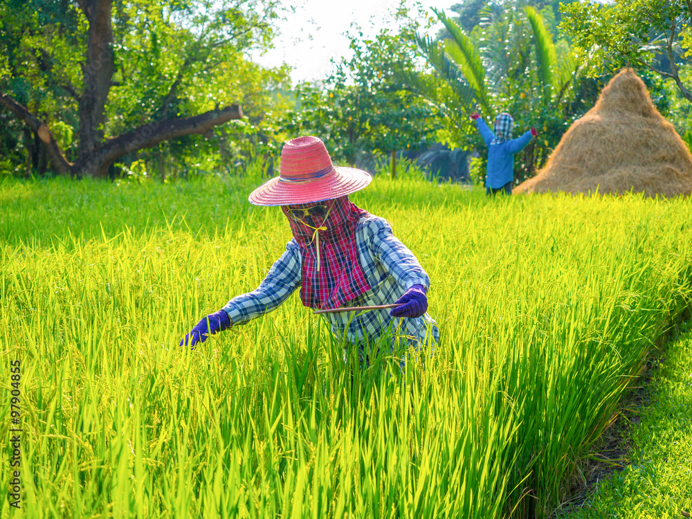 full decorated Scarecrow in the rice fields