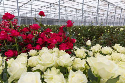 Greenhouse red and white roses #97905006