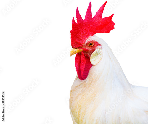 close up on red head of chicken isolated