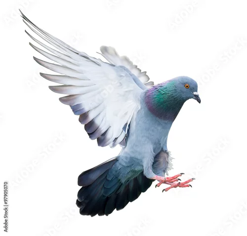 Obraz flying pigeon bird in action isolated