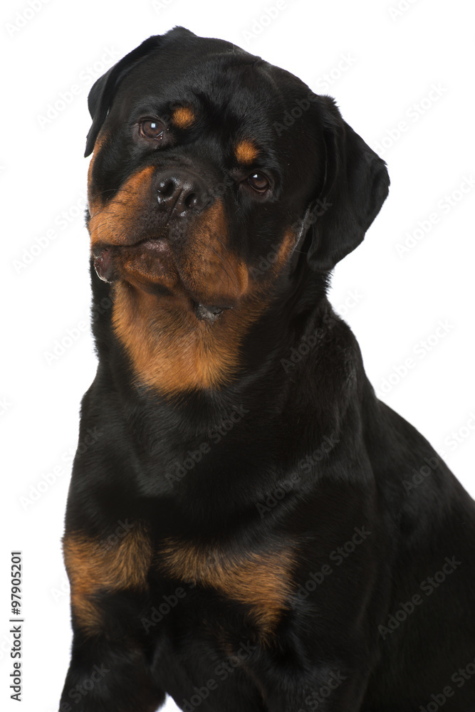 Rottweiler