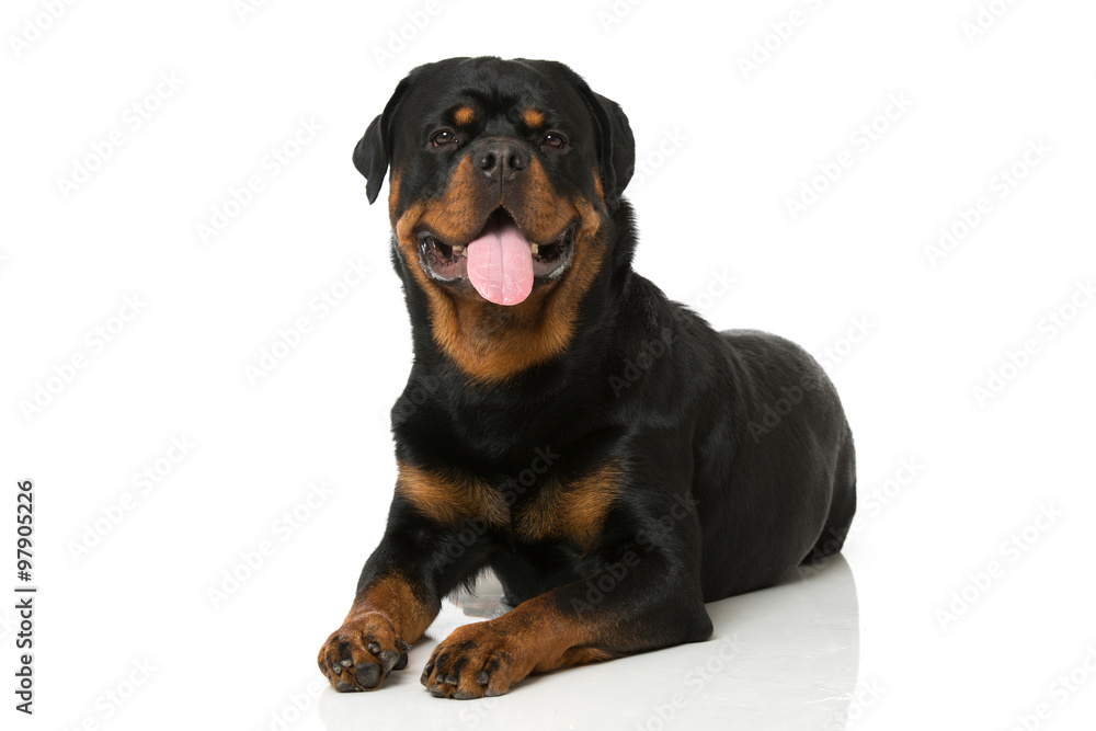 Fototapeta premium Rottweiler