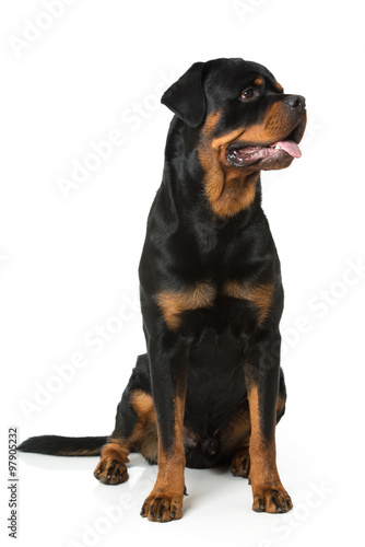 Rottweiler