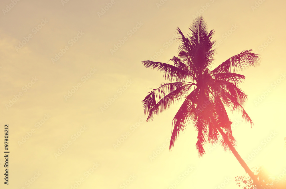 Obraz premium Tropical palm tree with sun light.