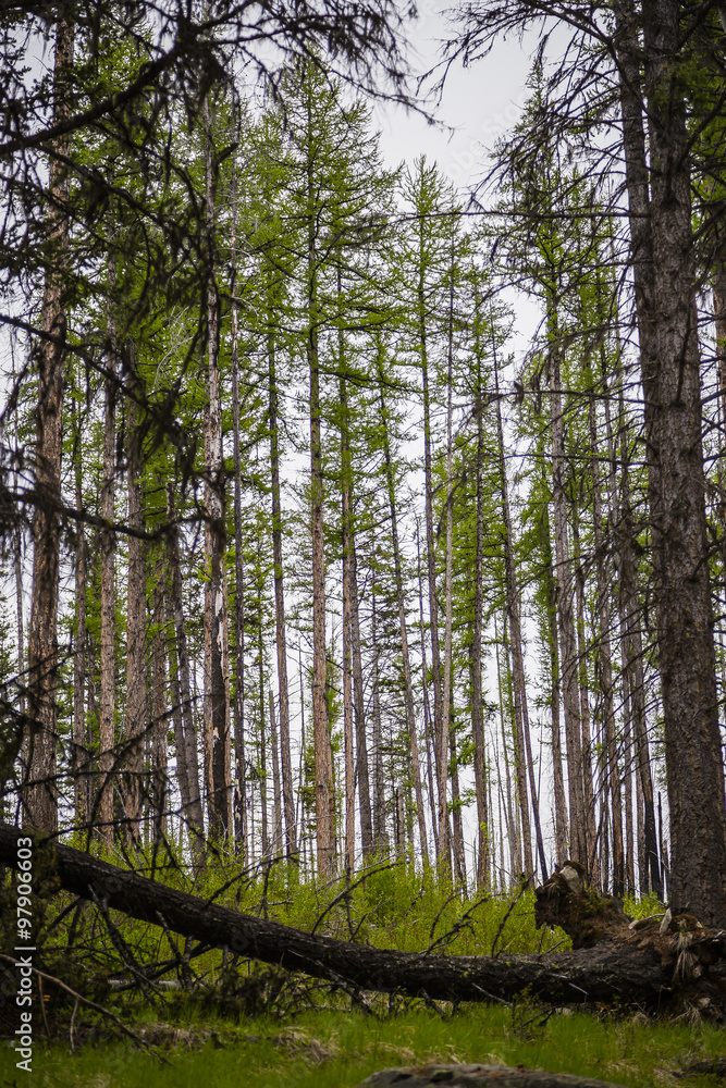 Fototapeta premium Lodgepole Pine Forest