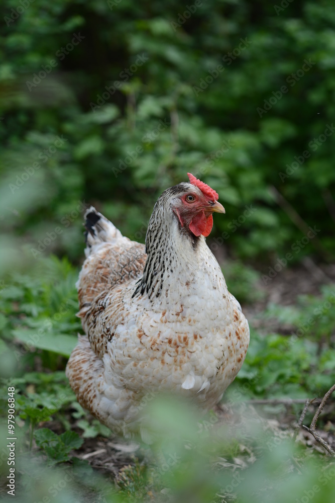 Huhn im Unterholz Huhn im Unterholz
