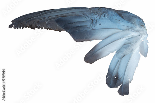 Bird wing isolated on white background