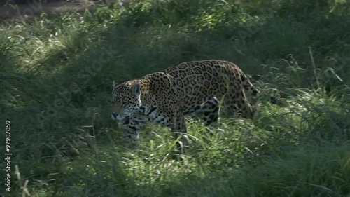 Jaguar walking through the grass and looking around.